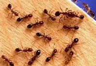 ants