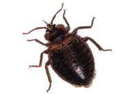 bed-bug bed bugs
