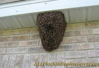 bees