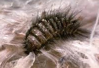 carpet-beetle