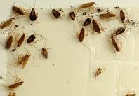 cockroaches