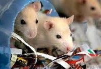 rats-mice