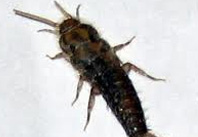 silverfish