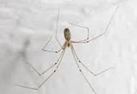 spiders